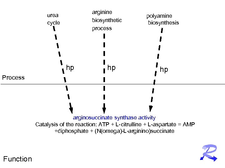 arginine biosynthetic process urea cycle hp hp polyamine biosynthesis hp Process arginosuccinate synthase activity