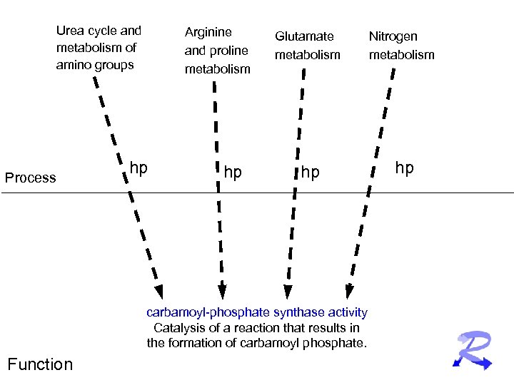 Urea cycle and metabolism of amino groups Process Arginine and proline metabolism hp hp