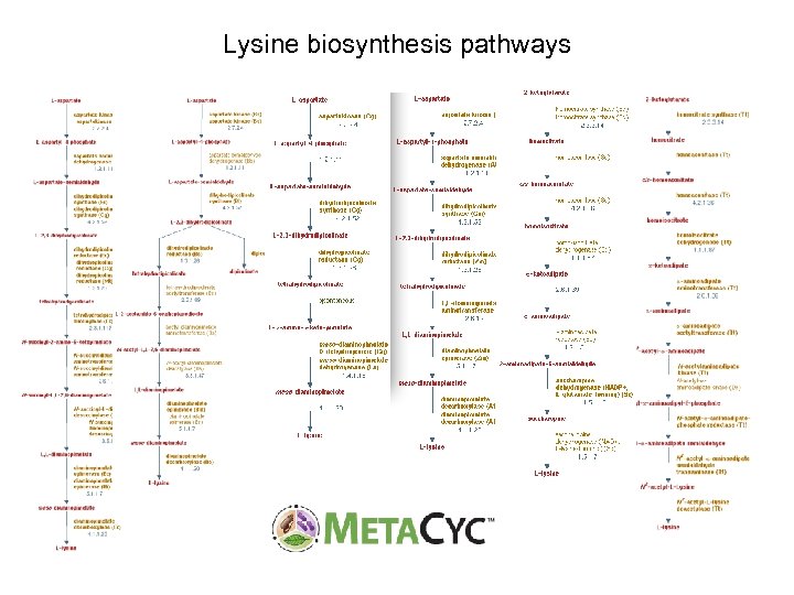 Lysine biosynthesis pathways 