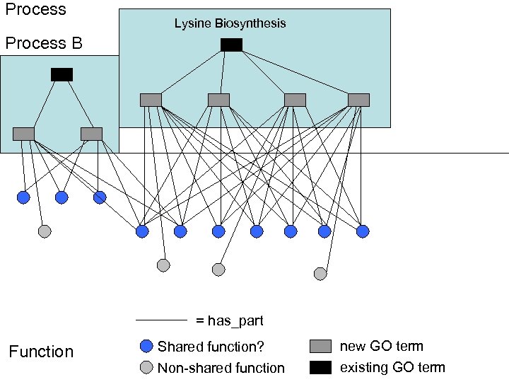 Process Lysine Biosynthesis Process B = has_part Function Shared function? new GO term Non-shared