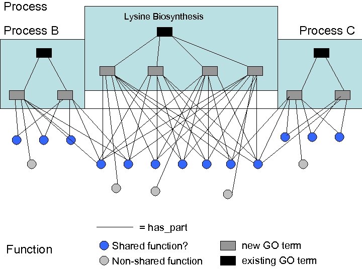 Process Lysine Biosynthesis Process B Process C = has_part Function Shared function? new GO