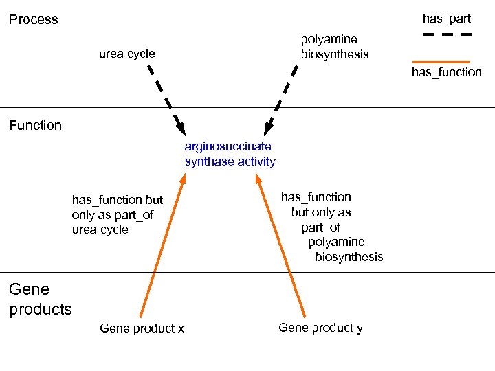 has_part Process polyamine biosynthesis urea cycle has_function Function arginosuccinate synthase activity has_function but only