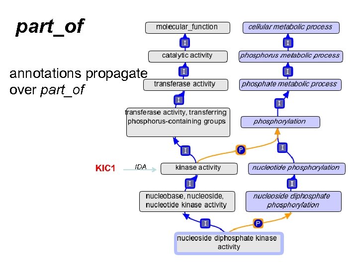part_of annotations propagate over part_of KIC 1 IDA 