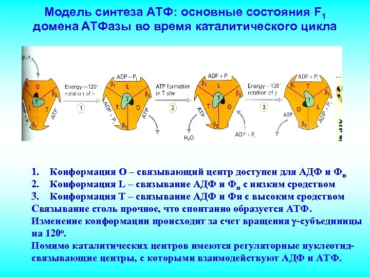 Модель синтеза АТФ: основные состояния F 1 домена АТФазы во время каталитического цикла 1.