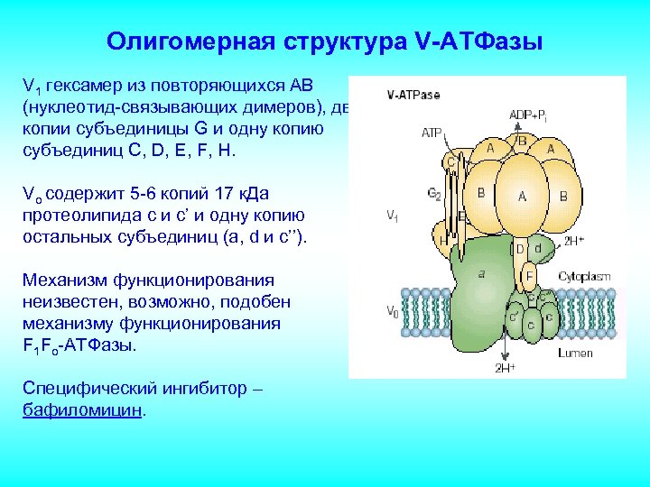 Олигомерная структура V-АТФазы V 1 гексамер из повторяющихся АВ (нуклеотид-связывающих димеров), две копии субъединицы