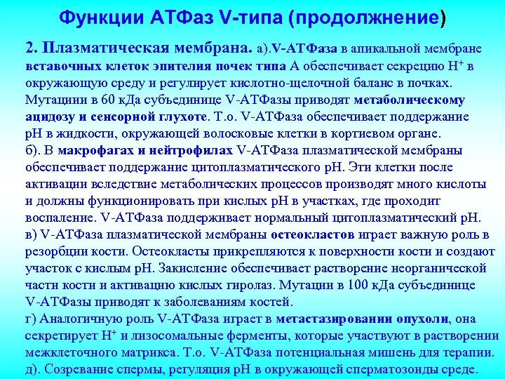 Функции АТФаз V-типа (продолжнение) 2. Плазматическая мембрана. а). V-АТФаза в апикальной мембране вставочных клеток