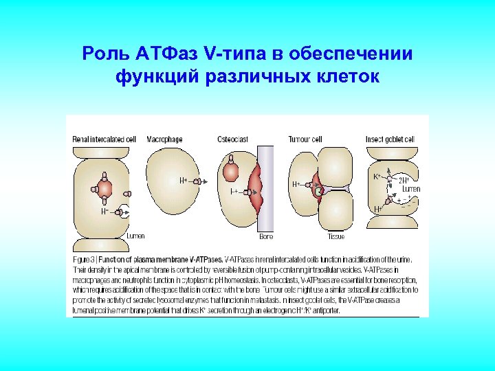 Роль АТФаз V-типа в обеспечении функций различных клеток 