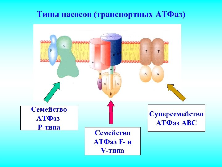 Типы насосов (транспортных АТФаз) Семейство АТФаз Р-типа Суперсемейство АТФаз АВС Семейство АТФаз F- и