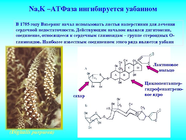 Na, K –ATФаза ингибируется уабаином В 1785 году Визеринг начал использовать листья наперстянки для
