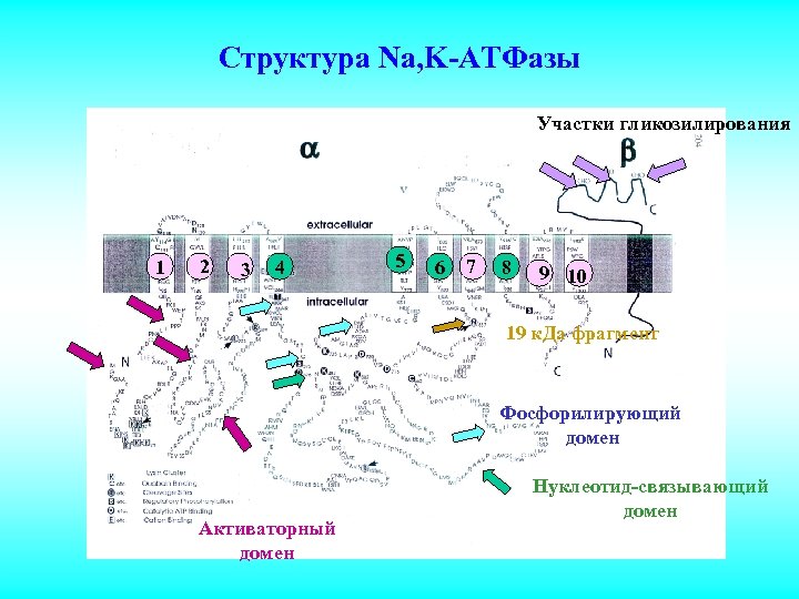 Структура Na, K-АТФазы Участки гликозилирования 1 2 3 4 5 6 7 8 9