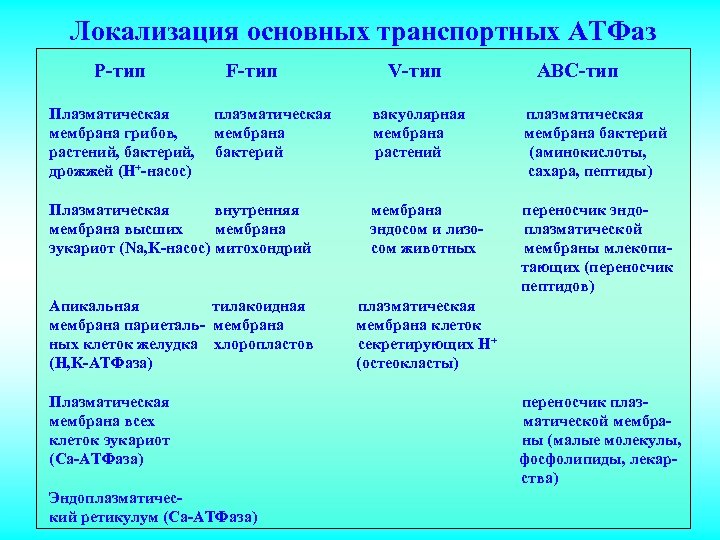 Локализация основных транспортных АТФаз Р-тип Плазматическая мембрана грибов, растений, бактерий, дрожжей (Н+-насос) F-тип плазматическая