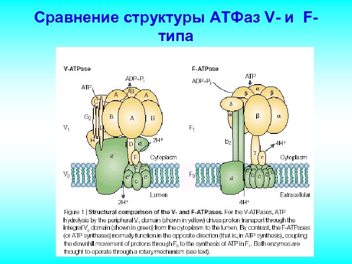 Сравнение структуры АТФаз V- и Fтипа 