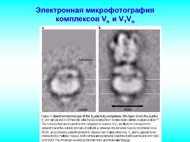 Электронная микрофотография комплексов Vo и V 1 Vo 