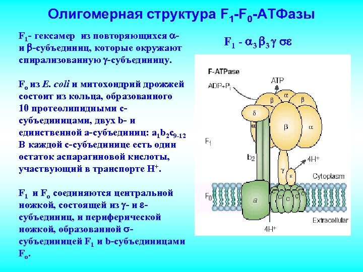 Олигомерная структура F 1 -F 0 -АТФазы F 1 - гексамер из повторяющихся и