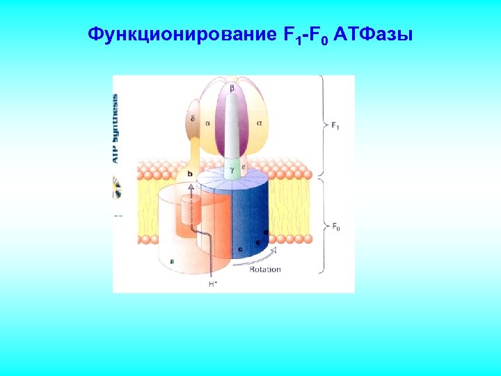 Функционирование F 1 -F 0 АТФазы 