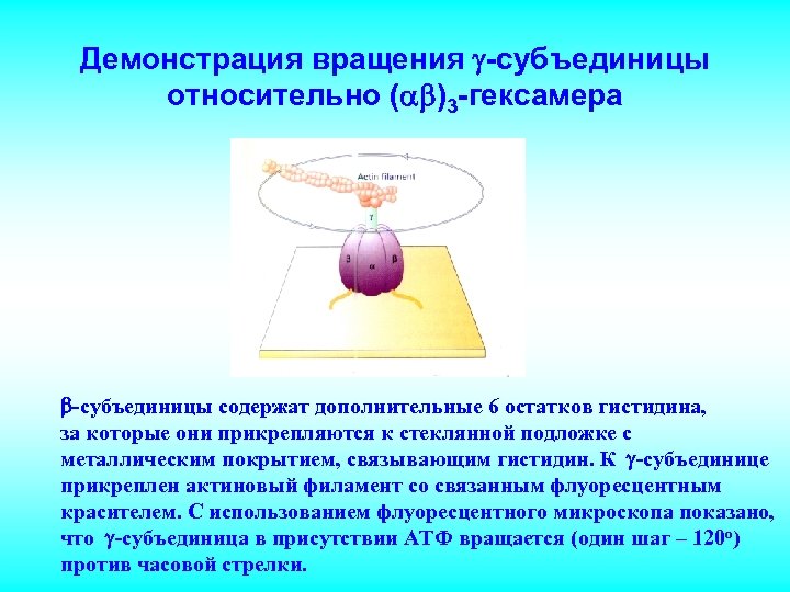 Демонстрация вращения -субъединицы относительно ( )3 -гексамера -субъединицы содержат дополнительные 6 остатков гистидина, за