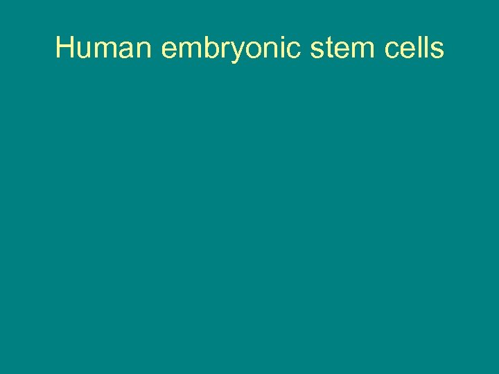 Human embryonic stem cells 