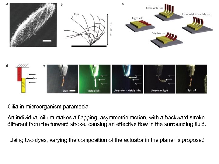 Cilia in microorganism paramecia An individual cilium makes a flapping, asymmetric motion, with a