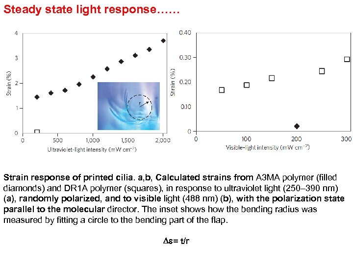 Steady state light response…… Strain response of printed cilia. a, b, Calculated strains from