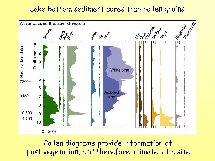 Lake bottom sediment cores trap pollen grains Pollen diagrams provide information of past vegetation,