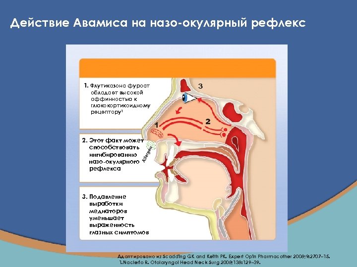 Действие Aвамисa на назо-окулярный рефлекс 1. Флутиказона фуроат обладает высокой аффинностью к глюкокортикоидному рецептору1