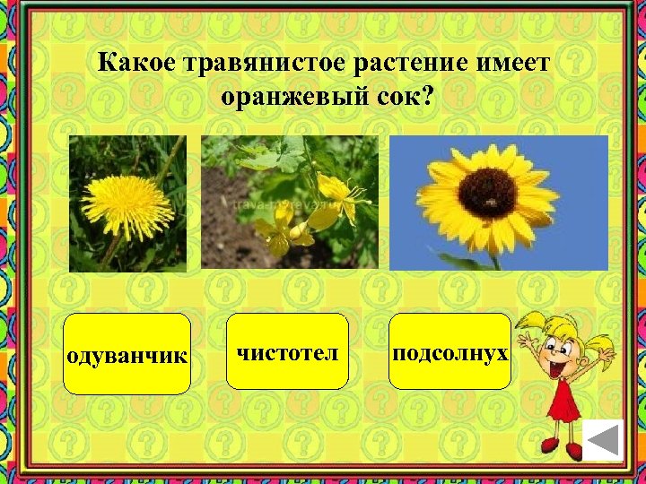 Какое травянистое растение имеет оранжевый сок? одуванчик чистотел подсолнух 