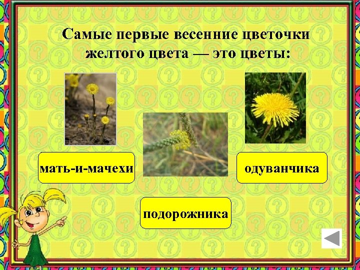 Самые первые весенние цветочки желтого цвета — это цветы: мать-и-мачехи одуванчика подорожника 