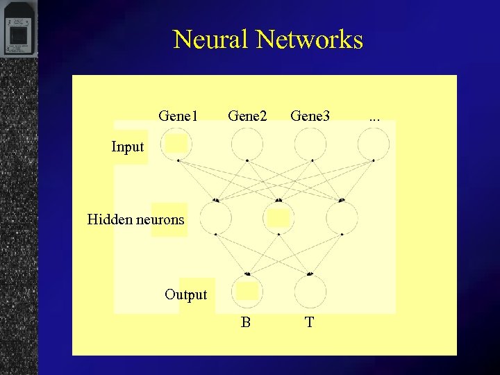 Neural Networks Gene 1 Gene 2 Gene 3 B T Input Hidden neurons Output