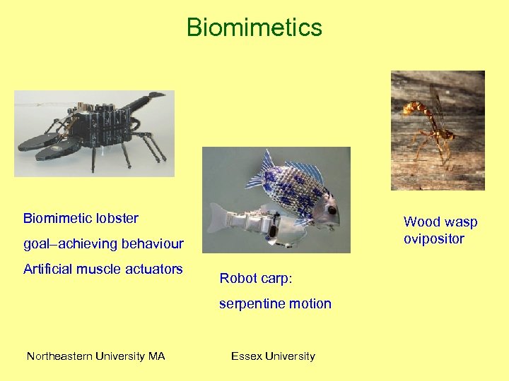 Biomimetics Biomimetic lobster Wood wasp ovipositor goal–achieving behaviour Artificial muscle actuators Robot carp: serpentine