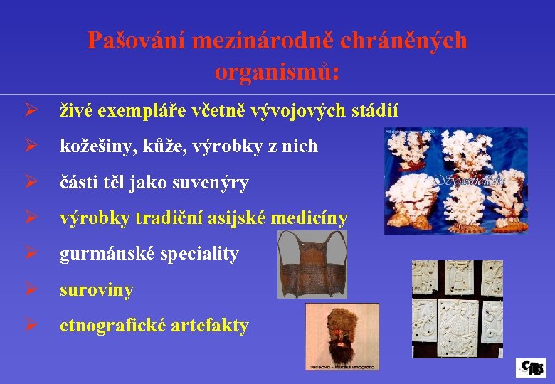Pašování mezinárodně chráněných organismů: Ø živé exempláře včetně vývojových stádií Ø kožešiny, kůže, výrobky