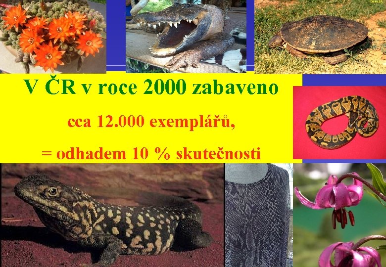 V ČR v roce 2000 zabaveno cca 12. 000 exemplářů, = odhadem 10 %