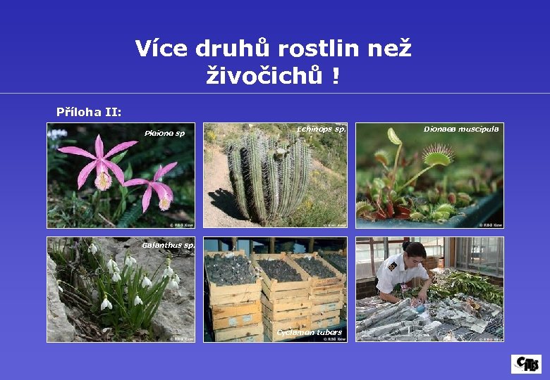 Více druhů rostlin než živočichů ! Příloha II: Pleione sp. Echinops sp. Galanthus sp.