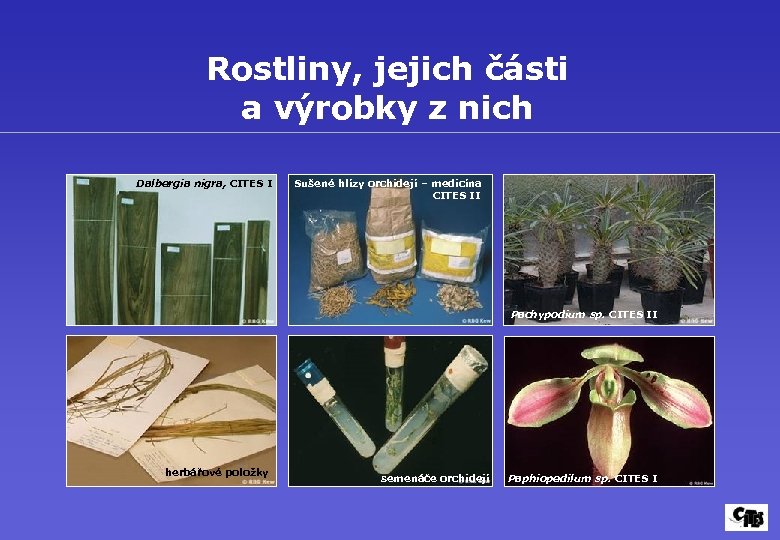Rostliny, jejich části a výrobky z nich Dalbergia nigra, CITES I Sušené hlízy orchidejí