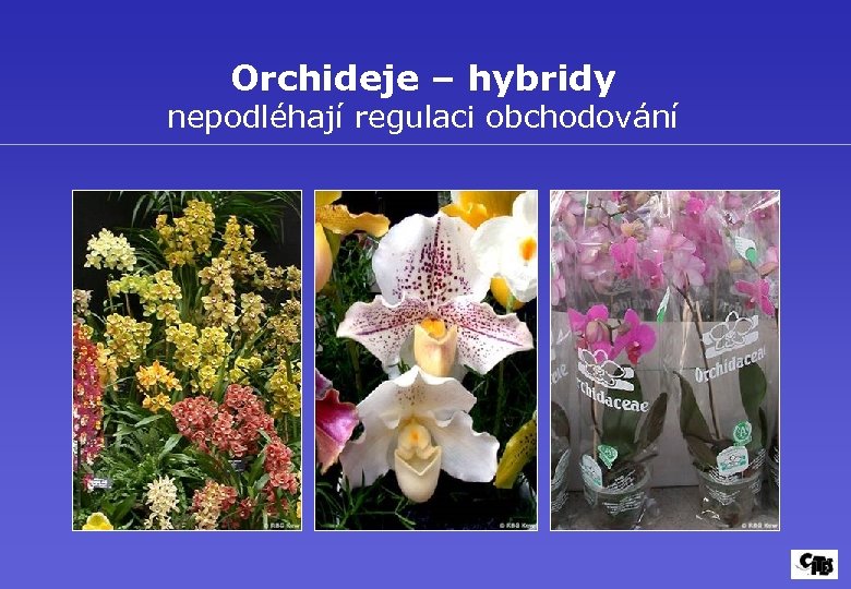 Orchideje – hybridy nepodléhají regulaci obchodování 