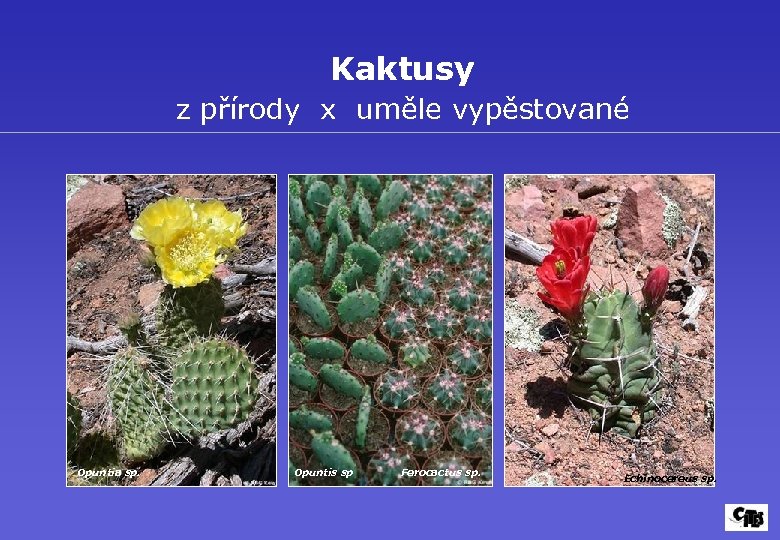 Kaktusy z přírody x uměle vypěstované Opuntia sp. Opuntis sp Ferocactus sp. Echinocereus sp.