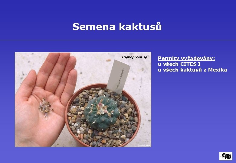 Semena kaktusů Lophophora sp. Permity vyžadovány: u všech CITES I u všech kaktusů z