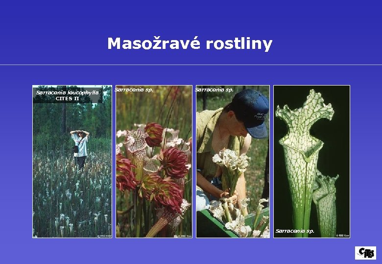 Masožravé rostliny Sarracenia leucophylla CITES II Sarracenia sp. 
