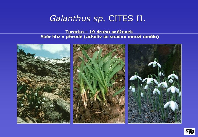 Galanthus sp. CITES II. Turecko – 19 druhů sněženek Sběr hlíz v přírodě (ačkoliv