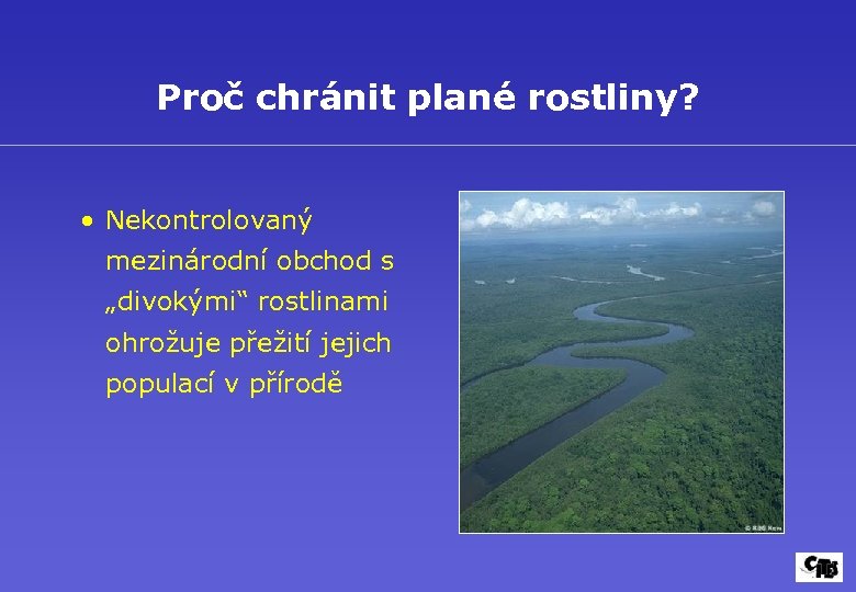 Proč chránit plané rostliny? • Nekontrolovaný mezinárodní obchod s „divokými“ rostlinami ohrožuje přežití jejich