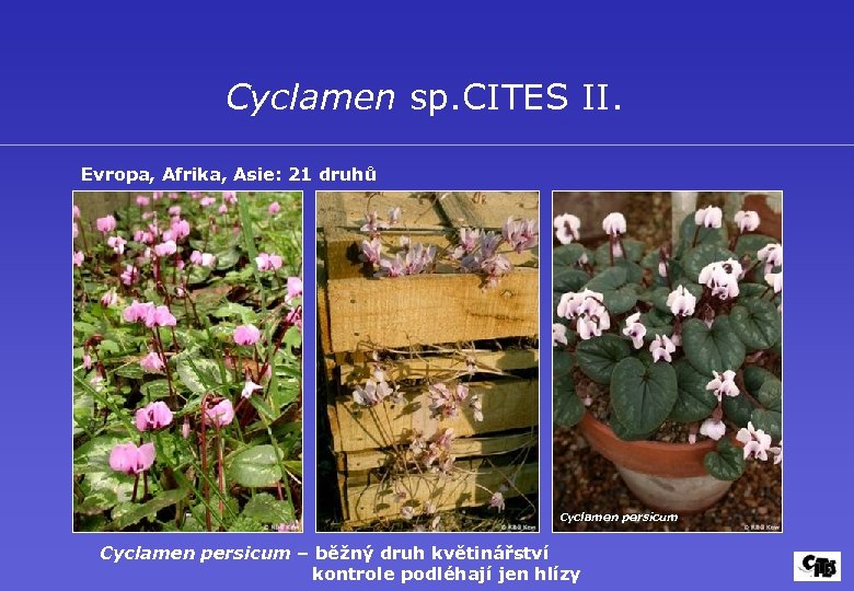 Cyclamen sp. CITES II. Evropa, Afrika, Asie: 21 druhů Cyclamen persicum – běžný druh