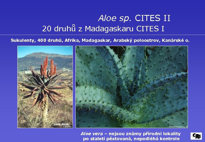 Aloe sp. CITES II 20 druhů z Madagaskaru CITES I Sukulenty, 400 druhů, Afrika,
