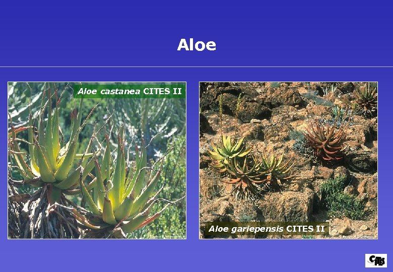 Aloe castanea CITES II Aloe gariepensis CITES II 