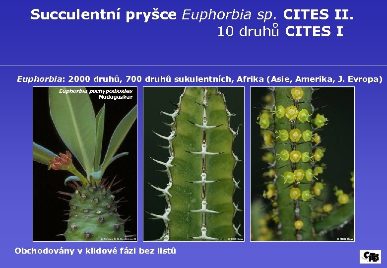 Succulentní pryšce Euphorbia sp. CITES II. 10 druhů CITES I Euphorbia: 2000 druhů, 700