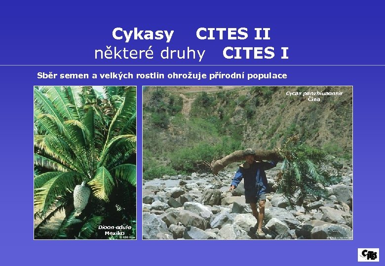 Cykasy CITES II některé druhy CITES I Sběr semen a velkých rostlin ohrožuje přírodní
