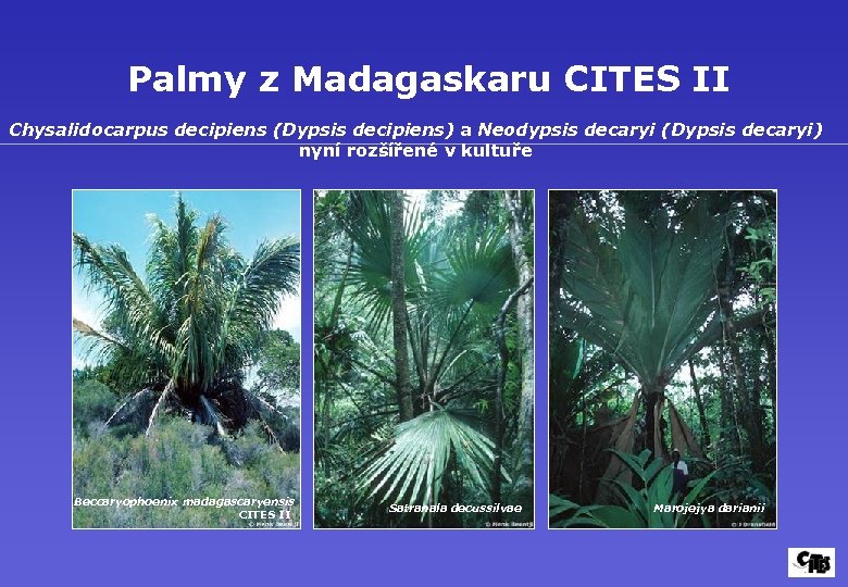 Palmy z Madagaskaru CITES II Chysalidocarpus decipiens (Dypsis decipiens) a Neodypsis decaryi (Dypsis decaryi)