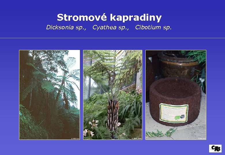 Stromové kapradiny Dicksonia sp. , Cyathea sp. , Cibotium sp. 