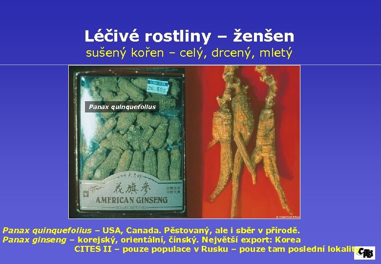 Léčivé rostliny – ženšen sušený kořen – celý, drcený, mletý Panax quinquefolius – USA,