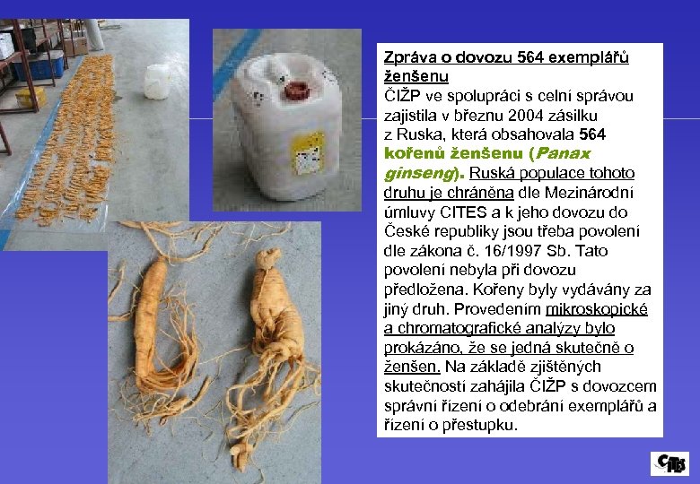 Zpráva o dovozu 564 exemplářů ženšenu ČIŽP ve spolupráci s celní správou zajistila v