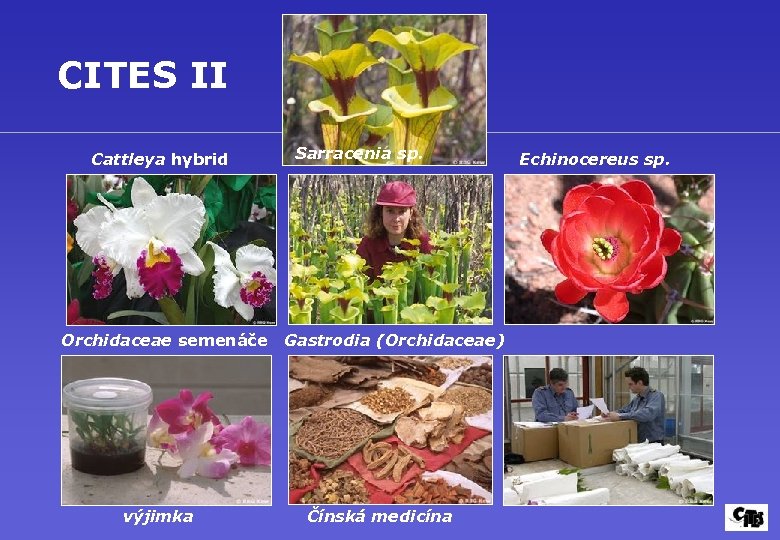 CITES II Cattleya hybrid Orchidaceae semenáče výjimka Sarracenia sp. Gastrodia (Orchidaceae) Čínská medicína Echinocereus