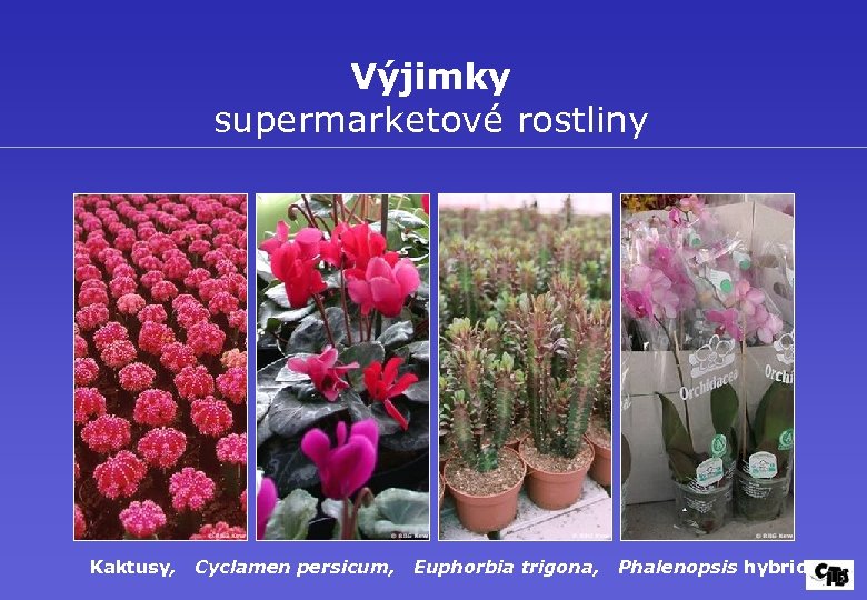 Výjimky supermarketové rostliny Kaktusy, Cyclamen persicum, Euphorbia trigona, Phalenopsis hybrid 